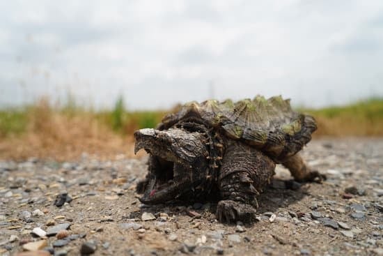 A full grown alligator snapping turtle