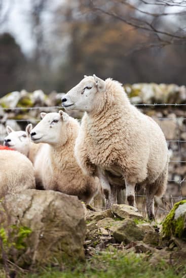 A group of Cheviot ewe