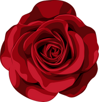 red rose