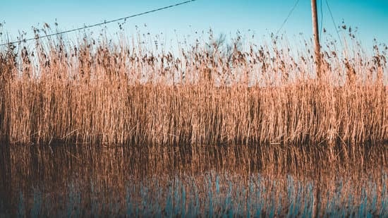 Lucas Mac Diarmada's Images Canva