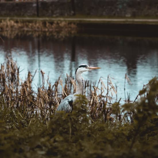 Lucas Mac Diarmada's Images Canva