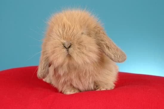 American Fuzzy lop rabbit breeds