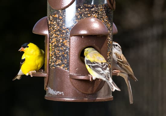 keeping squirrels away from bird's feeder.