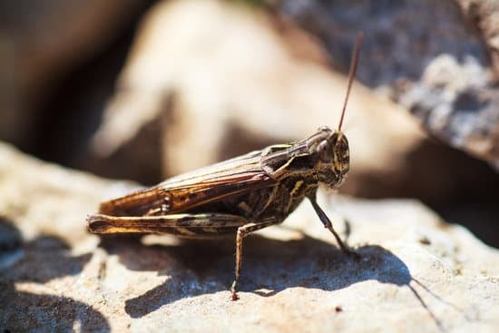 Bearded dragons can eat grasshoppers