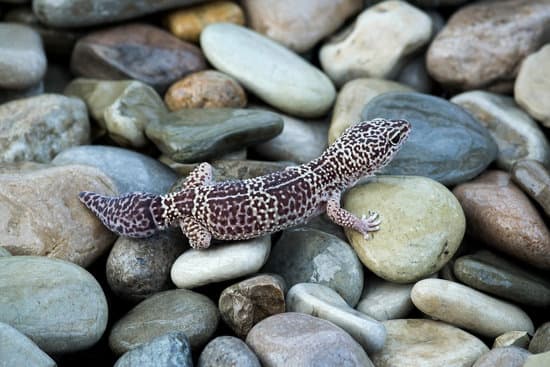 leopard gecko on stone substrates