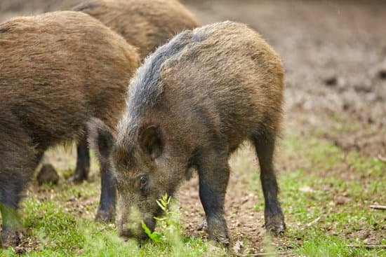 Ossabaw Island Hog