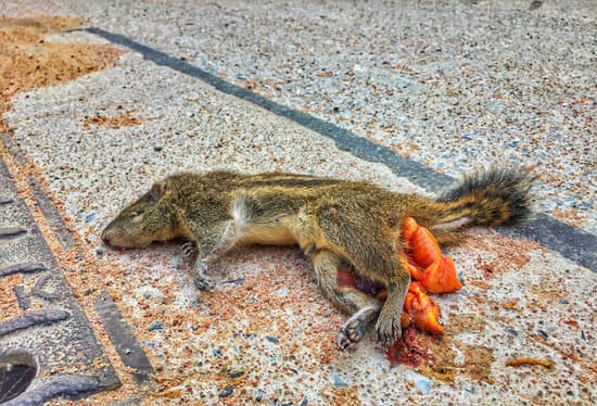 Dead squirrel