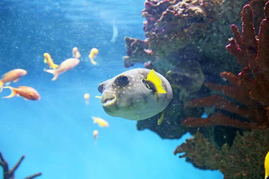 9 Pufferfish Dying Signs
