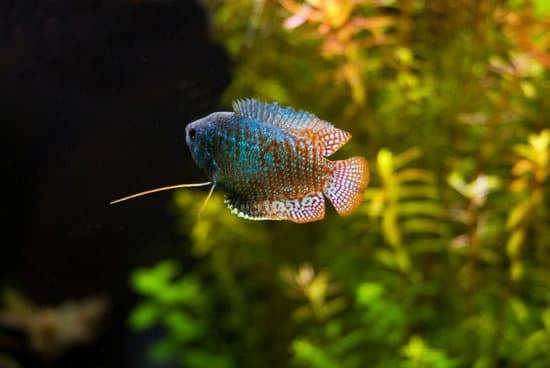 Dwarf Gouramis pet fish