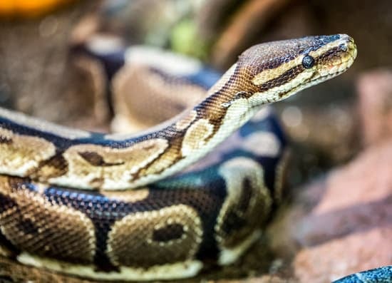 How Many Ball Python Morphs Are There?