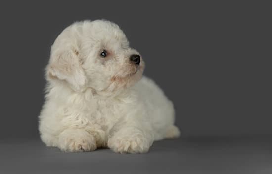 Bichon Frise small puppy breed