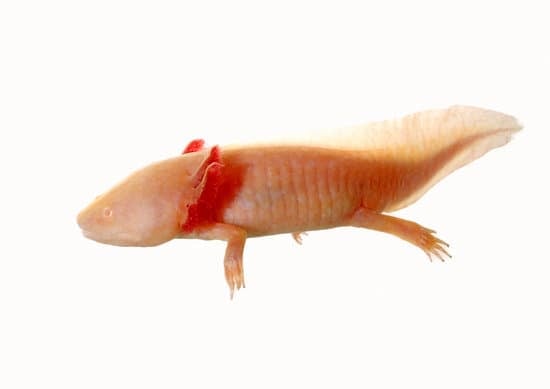 What Should You Do If Axolotl Jumps Out of Tank?