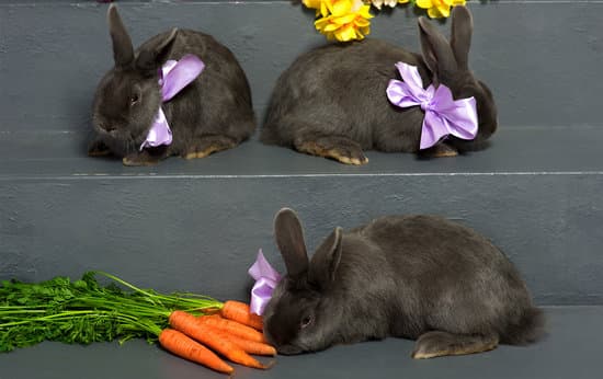 A group of Hungarian Giant rabbit breed