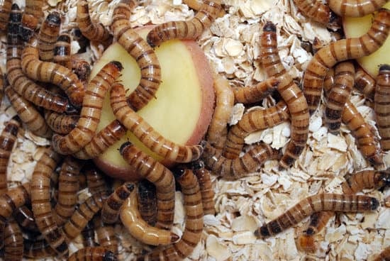 Can bearded dragons eat super worms?