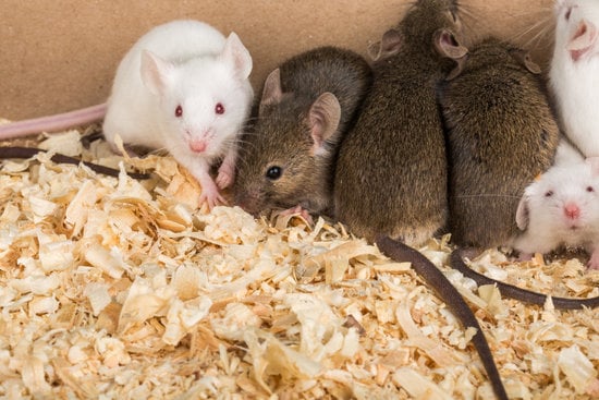 Can Bearded Dragons Eat Mice?