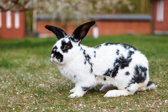 Checkered Giant rabbit breeds