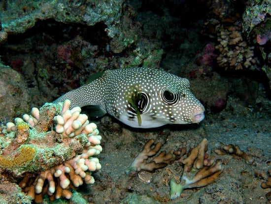 There are several causes of death in puffer fish