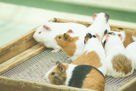 Benefits of Scratching For Mammal Animals
