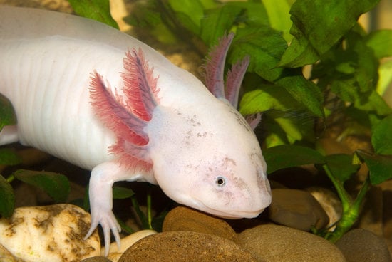 How to Care for a Pregnant Axolotl