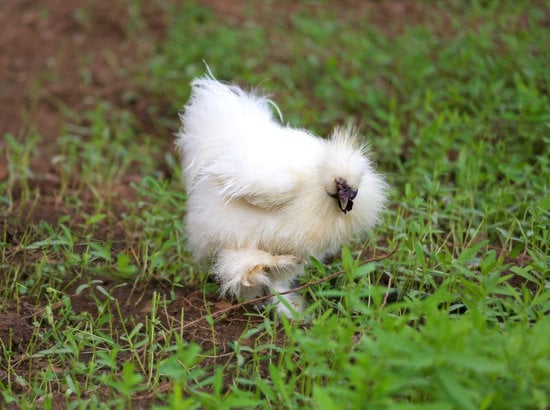 Silkie small chicken breed