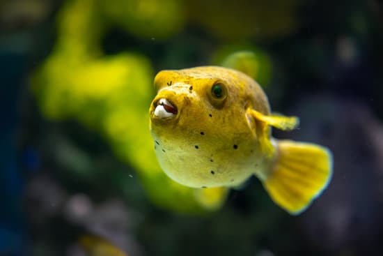 The dogface puffer fish is a shell-cracking, invertebrate-eating machine
