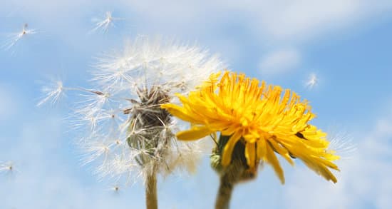 Can Bearded Dragons Eat Dandelions?