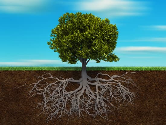 roots, tree, branches, grounding, earth, muladhara,