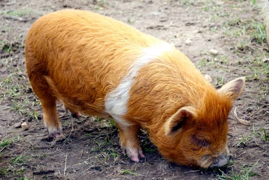 Kunekune small Pig Breeds