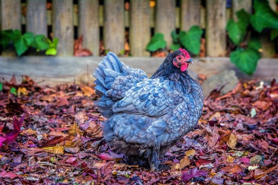 Cochin Bantam small chicken breed