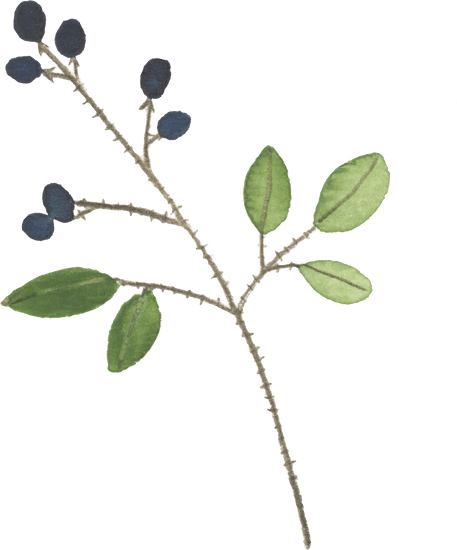 Courtney Baker Canva