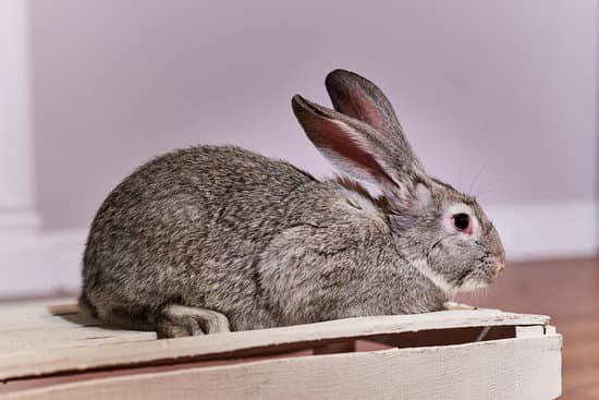 Chinchilla Rabbits breed of large rabbit