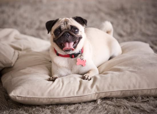 Pug breed of small fat dog
