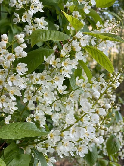 Acasa la Boghiceni's Images Canva