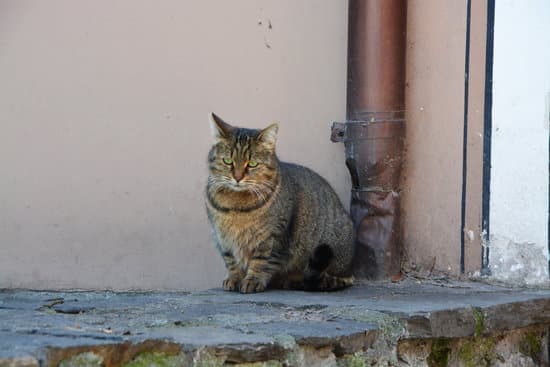 Eugenia Nikolova – Canva