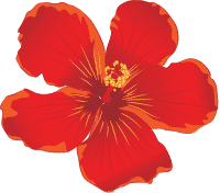 Red Hibiscus Flower